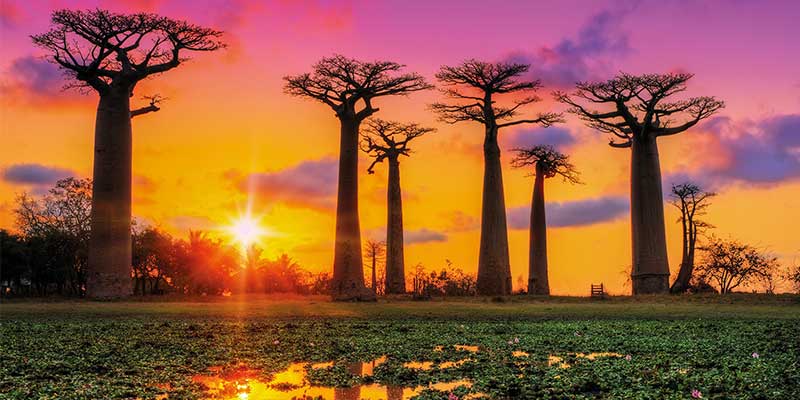 madagascar